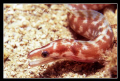   eel.Nikon F10060mmf111180YS120RVP100. eelNikon eel Nikon F100,60mm,f11,1/180,YS-120,RVP100. F100,60mm,f11,1/180,YS-120,RVP100 F100,60mm,f11,1180,YS-120,RVP100. F100,60mm,f11,1 180,YS-120,RVP100. F100,60mm,f11,1/180,YS120,RVP100. F100,60mm,f11,1/180,YS 120,RVP100.  
